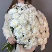 Белая кустовая хризантема