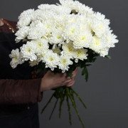 Хризантема кустовая (белая)