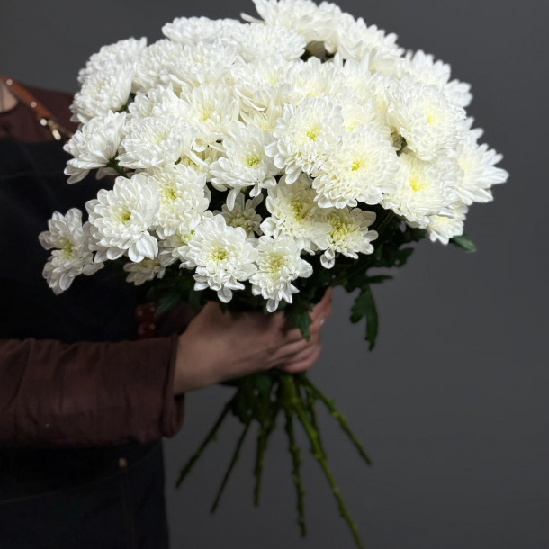 Хризантема кустовая (белая)