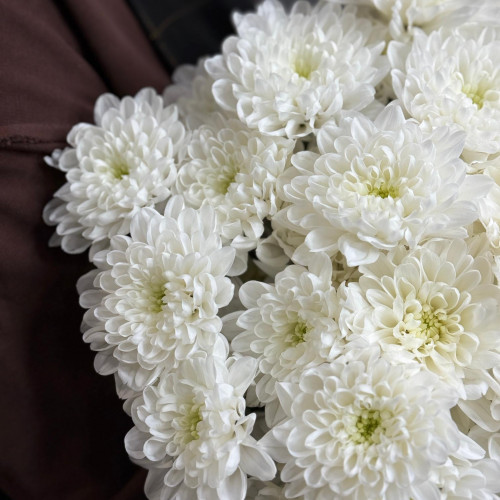 Хризантема кустовая (белая)
