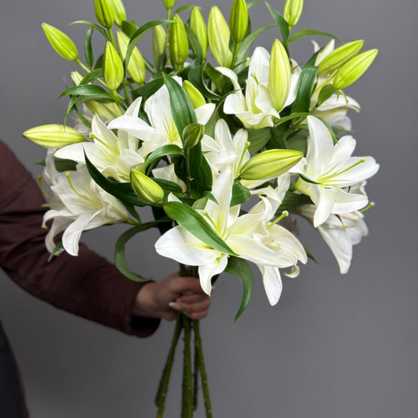 Лилия белая