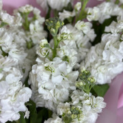 Белая маттиола (фиалка)