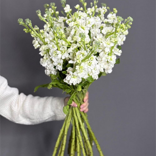 Маттиола (фиалка) белая