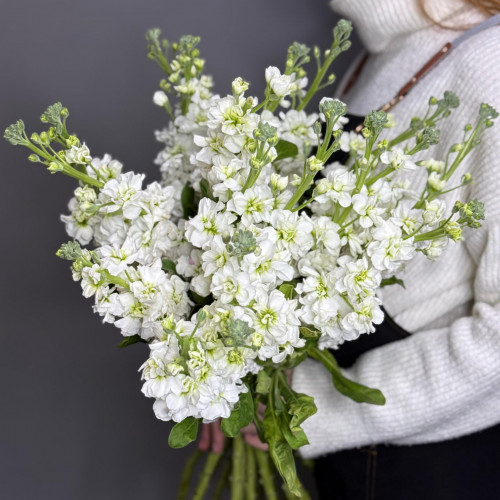 Маттиола (фиалка) белая