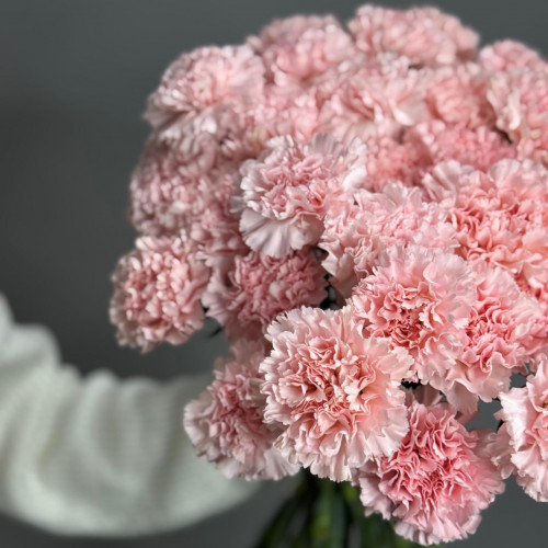 Диантус (гвоздика)