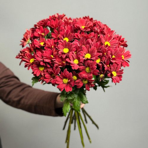 Хризантема кустовая (красная)