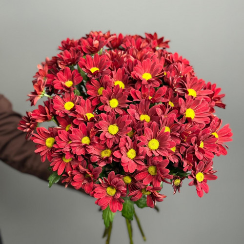 Хризантема кустовая (красная)