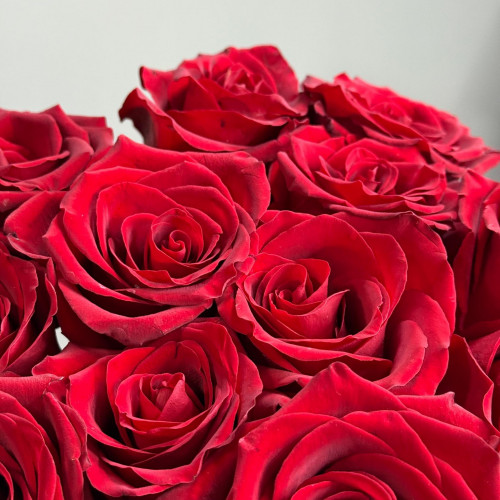 Роза Эквадор (красная)