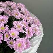 Кустовая хризантема Mona Lisa Pink