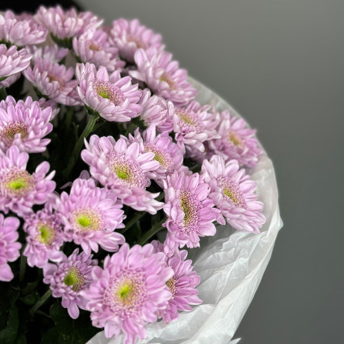 Кустовая хризантема Mona Lisa Pink