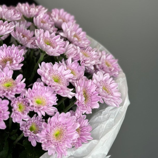 Кустовая хризантема Mona Lisa Pink