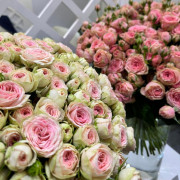 Кустовая пионовидная роза