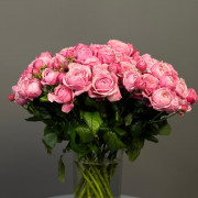 Роза кустовая пионовидная (сиреневая)