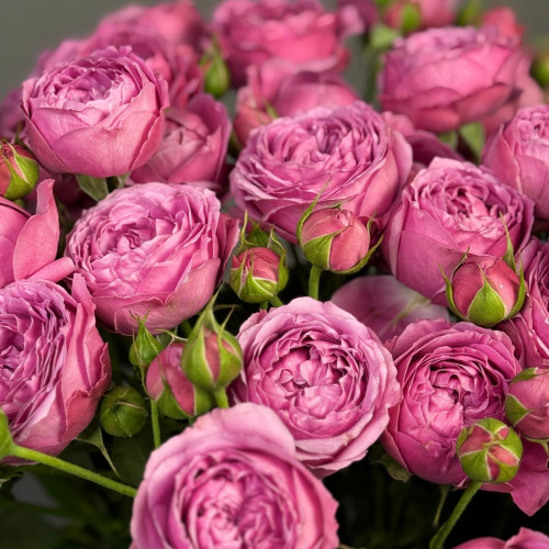 Роза кустовая пионовидная (сиреневая)