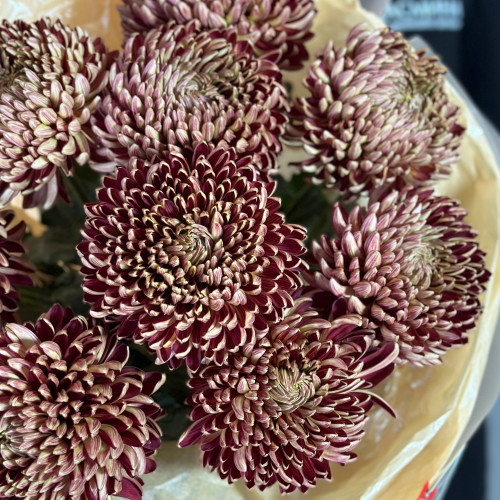 Одноголовая хризантема «Бигуди»