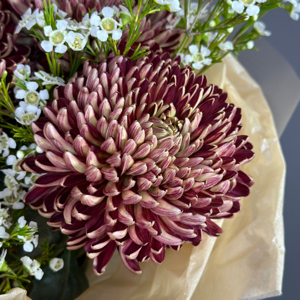 Одноголовая хризантема «Бигуди»