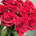 Красная роза Explorer - 60 см.