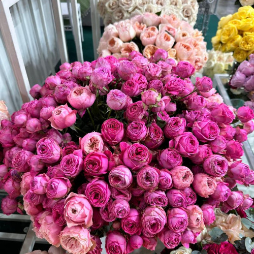 Розовая кустовая пионовидная роза