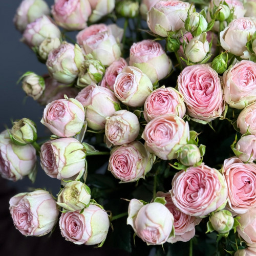 Роза кустовая (светло-розовая)