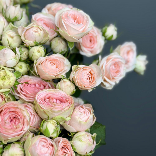 Роза кустовая (светло-розовая)