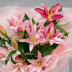 Розовая лилия
