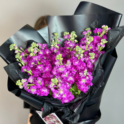 Розовая маттиола (фиалка)