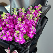 Розовая маттиола (фиалка)