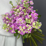 Маттиола (фиалка) розовая