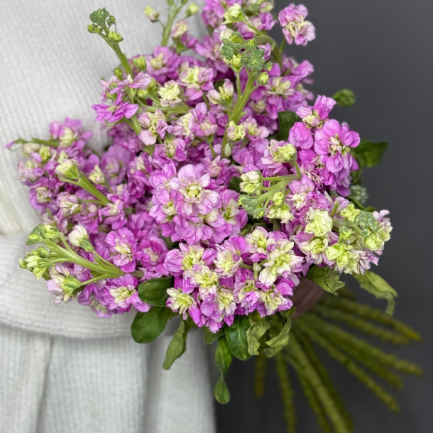 Маттиола (фиалка) розовая