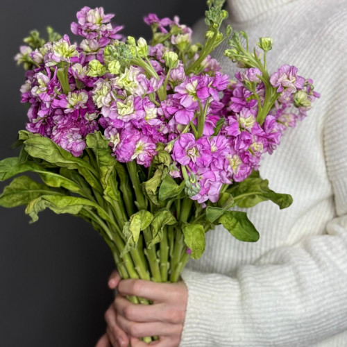 Маттиола (фиалка) розовая