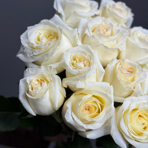 Роза Candlelight (белая)