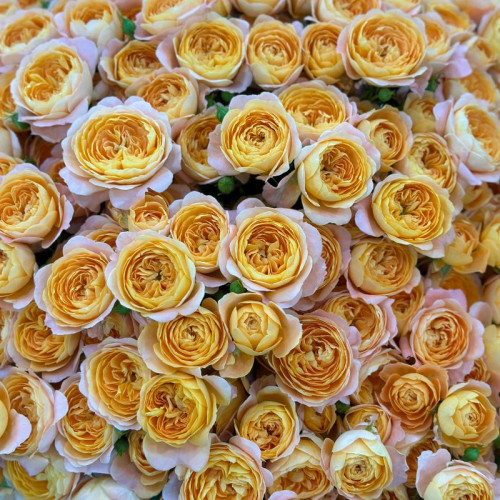 Жёлтая кустовая пионовидная роза