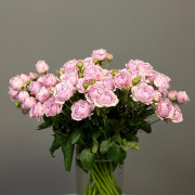 Роза кустовая пионовидная (светло-розовая)