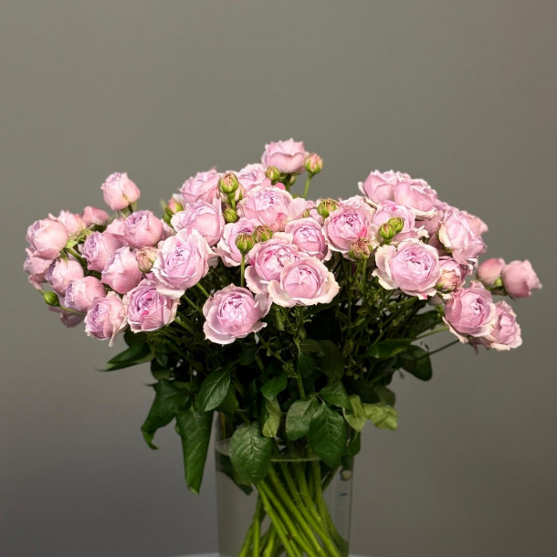 Роза кустовая пионовидная (светло-розовая)