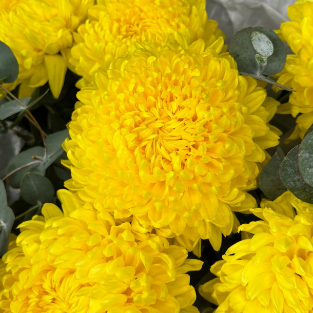 Жёлтая одноголовая хризантема