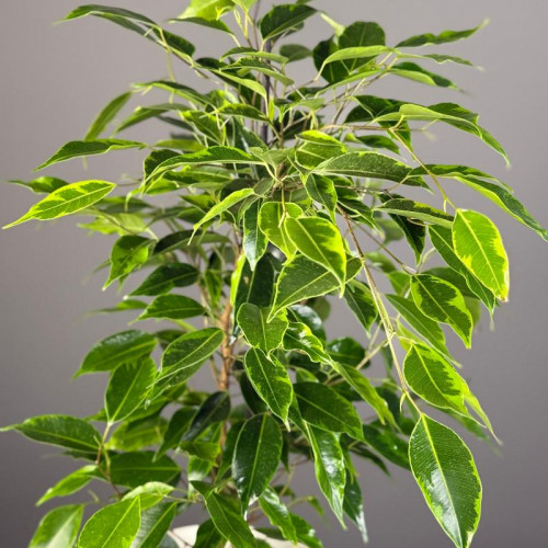 Комнатное растение "Фикус Бенджамина"