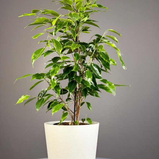 Комнатное растение "Фикус Бенджамина"