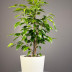 Комнатное растение "Фикус Бенджамина"