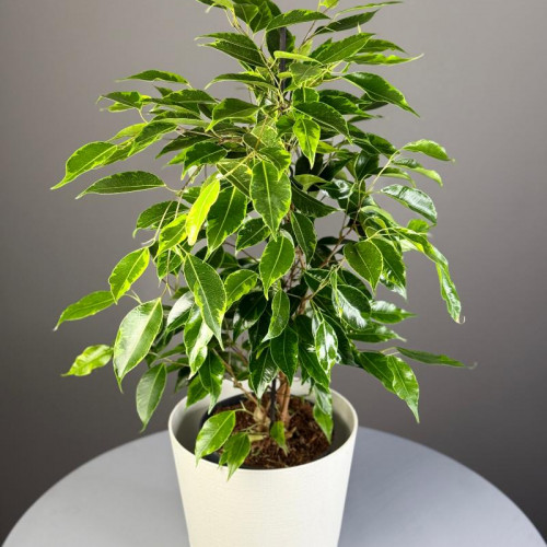 Комнатное растение "Фикус Бенджамина"