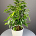 Комнатное растение "Фикус Бенджамина"