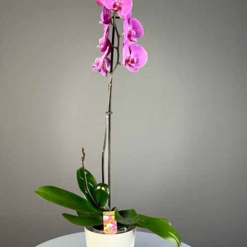 Комнатное растение "Орхидея"