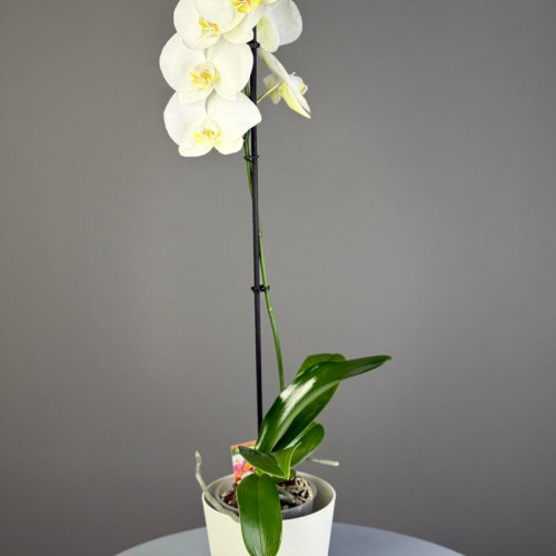 Комнатное растение "Орхидея"
