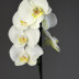 Комнатное растение "Орхидея"