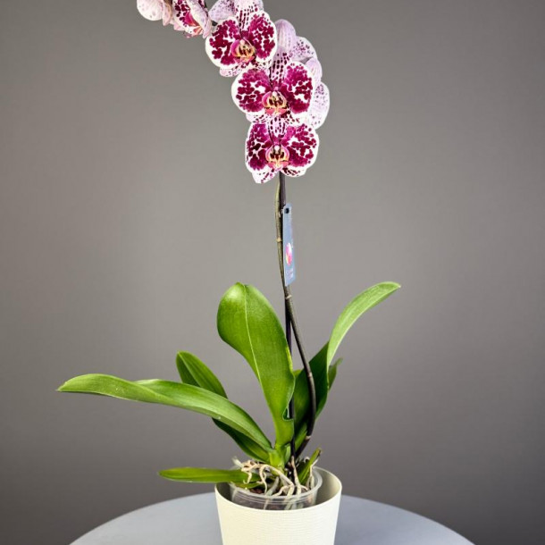 Комнатное растение "Орхидея"
