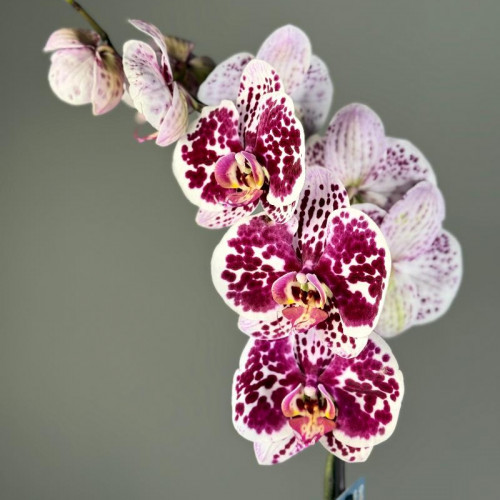 Комнатное растение "Орхидея"