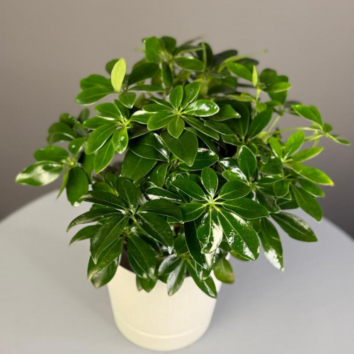 Комнатное растение "Шефлера"