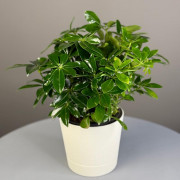 Комнатное растение "Шефлера"