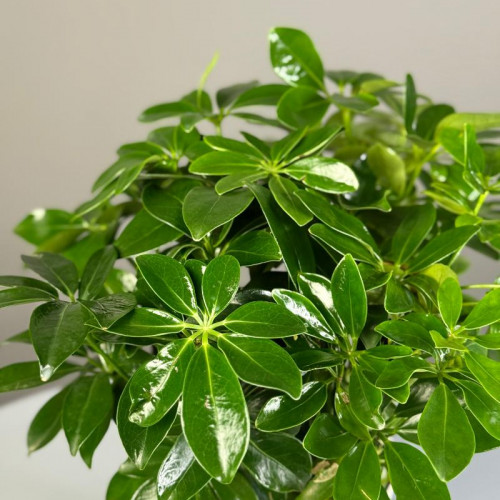 Комнатное растение "Шефлера"