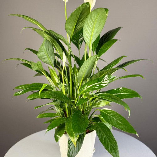 Комнатное растение "Спатифиллум"
