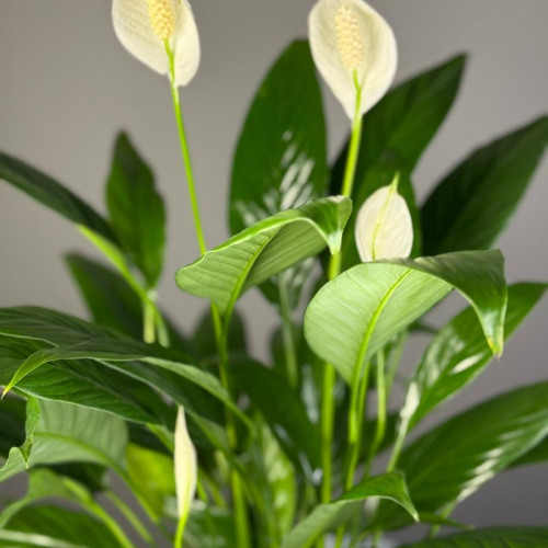 Комнатное растение "Спатифиллум"
